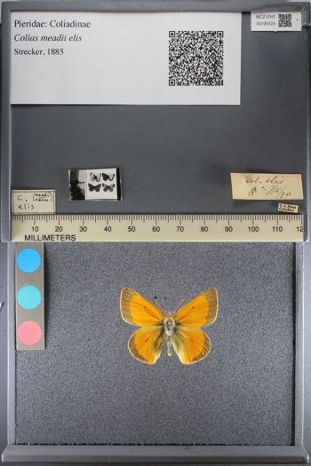 Media type: image;   Entomology 193724